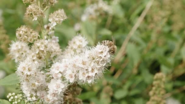 Honungsbin Samlar Pollen Från Blomman Närbild — Stockvideo