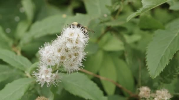 Bumblebee Zblízka Opylování Květiny — Stock video