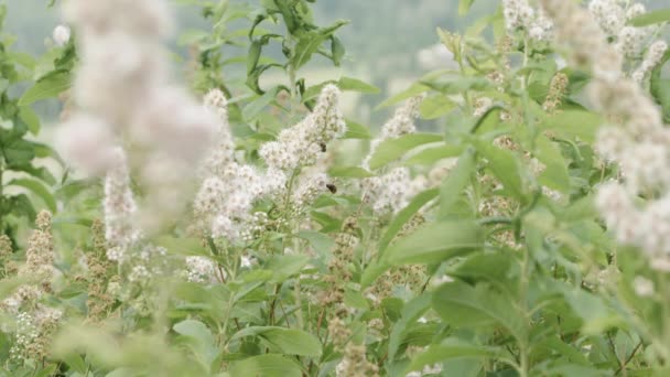 Flores Campo Con Una Gran Cantidad Insectos Polinizando — Vídeos de Stock