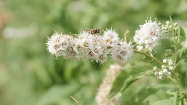 Een Vlieg Een Veld Bloem Vliegend Weg — Stockvideo