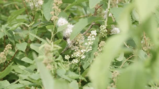 Bumblebee Impollinare Fiore Rackfocus Piccolo Insetto — Video Stock