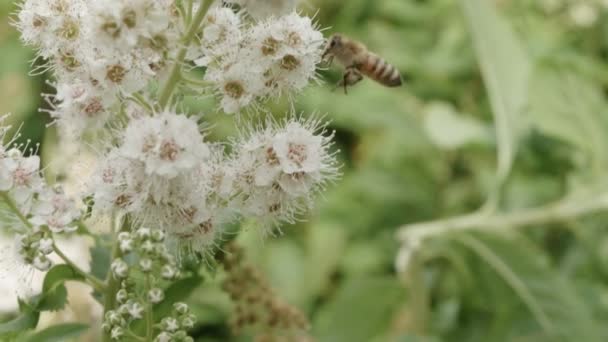 蜜蜂在授粉期间从一朵花飞到另一朵花 — 图库视频影像