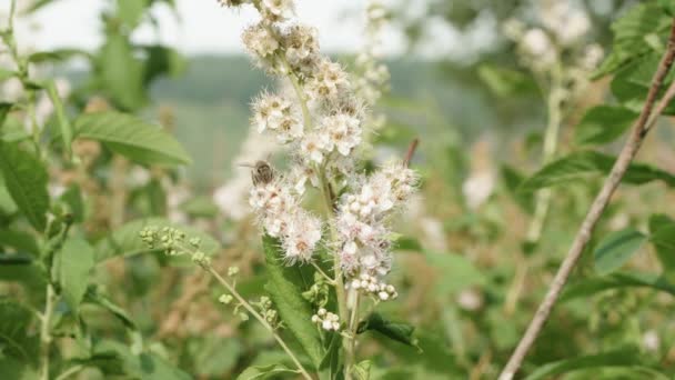 Honeybee Raccoglie Polline Dal Fiore — Video Stock