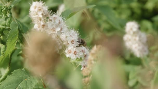 Honeybee Raccolta Polline Fiore Nei Campi — Video Stock