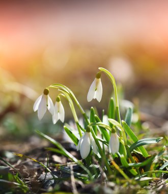 Güneşli bir günde açan ilkbahar kardelen çiçekleri.