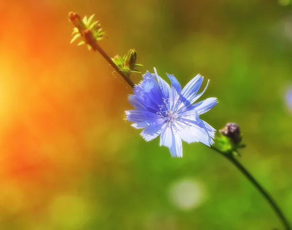 Singolo fiore di cicoria blu — Foto Stock