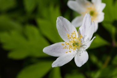 Anemone heceleme. İlk bahar çiçekleri