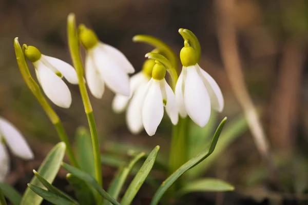 Весняні квіти снігу, що цвітуть у сонячний день — стокове фото