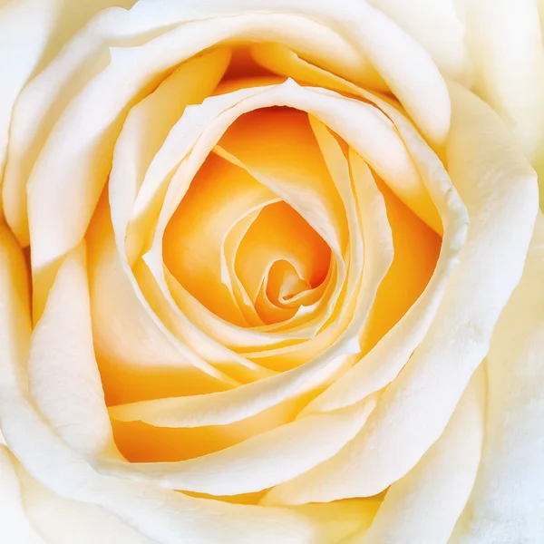 yumuşak renkli tatlı renk güller