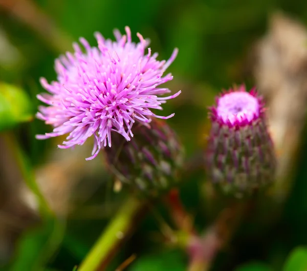 Pembe süt thistle çiçek — Stok fotoğraf