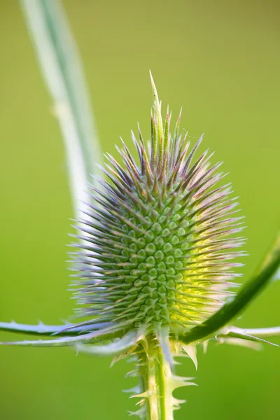 Süt thistle bud