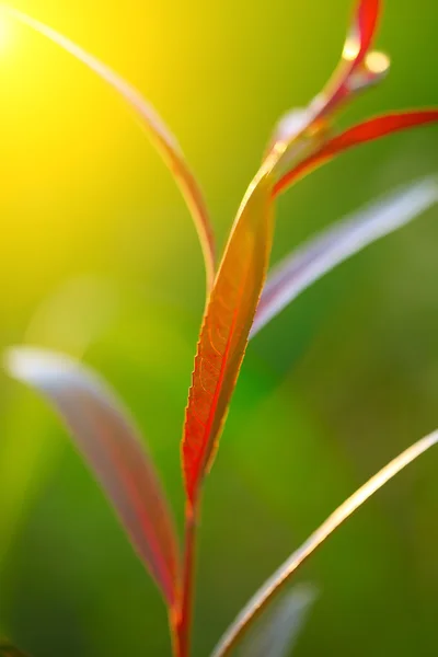 Abstract Plant Silhouette at sunset. — Stock Photo, Image