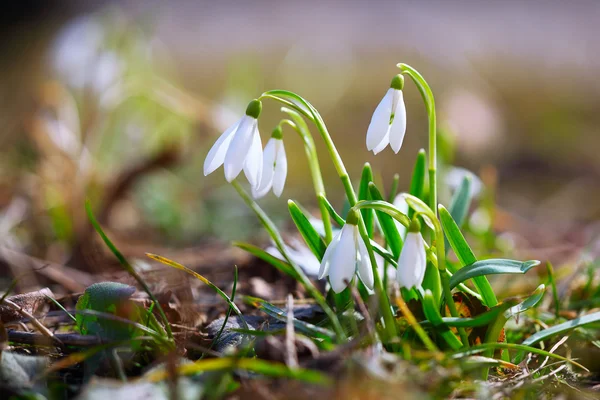 Flores de nieve de primavera floreciendo en un día soleado — Foto de Stock