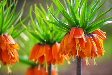 Zambak dizi arka plan