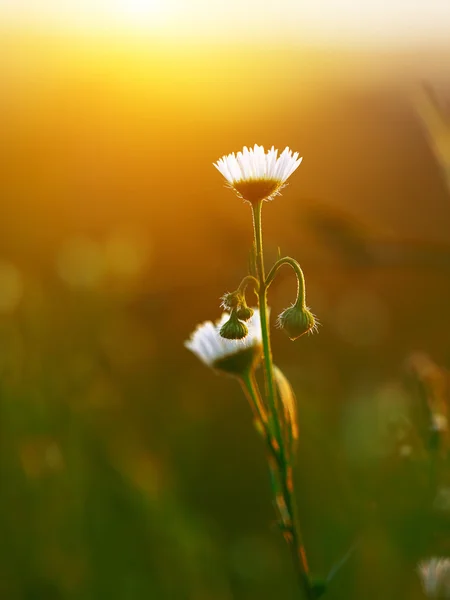 Margherite prato fiori che sbocciano nella giornata di sole — Foto Stock