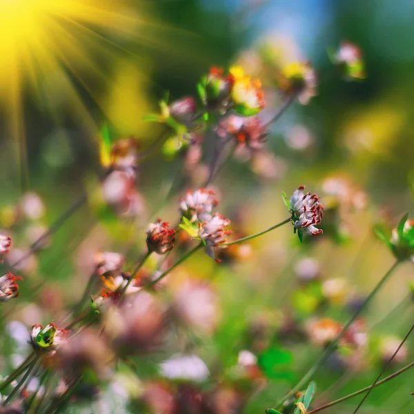 Pole kwiatów koniczyny — Zdjęcie stockowe