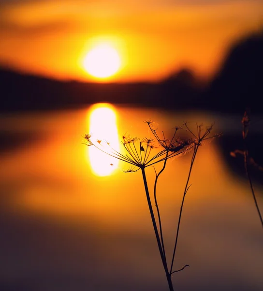 Abstraktní silueta rostlin při západu slunce — Stock fotografie