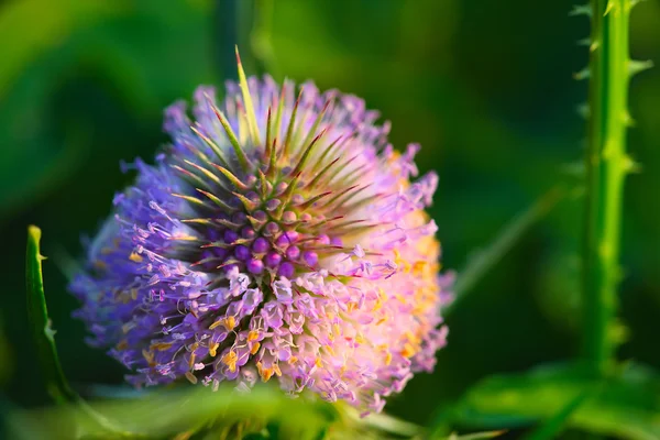 Pembe süt thistle çiçek çiçeklenme yaz sabahın — Stok fotoğraf