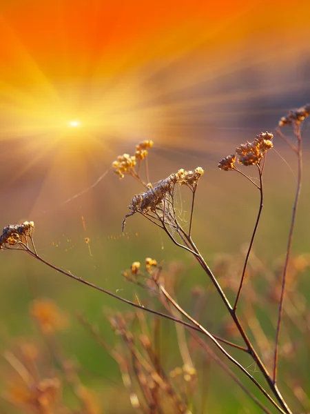Suszone kwiaty i rośliny na tle zachodu słońca — Zdjęcie stockowe