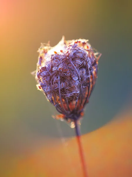 로맨틱 다시 말린된 꽃 머리 조명 — 스톡 사진