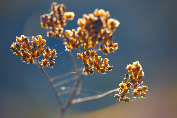 Dried flowers and plants on a background sunset.