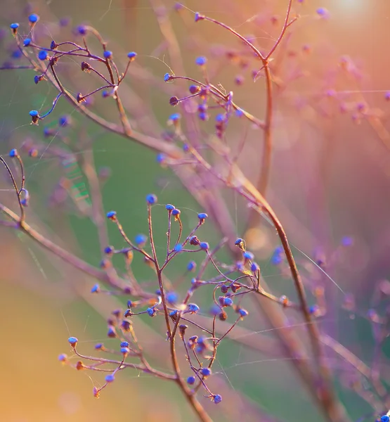 Getrocknete Blumen und Pflanzen auf einem Hintergrund Sonnenuntergang. — Stockfoto