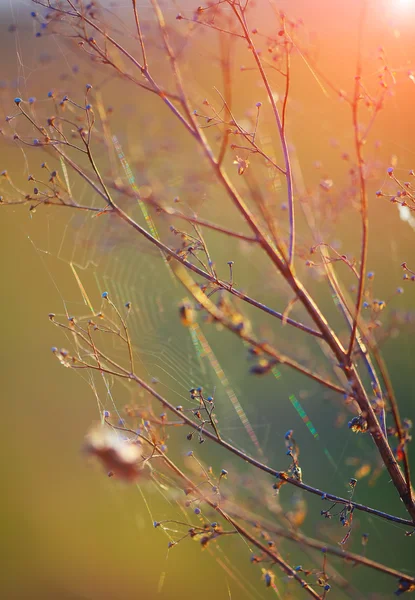 Szárított virágok és növények, a háttér-naplemente. — Stock Fotó