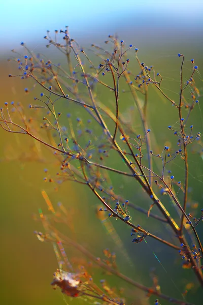 Flores secas e plantas em um pôr do sol de fundo . — Fotografia de Stock