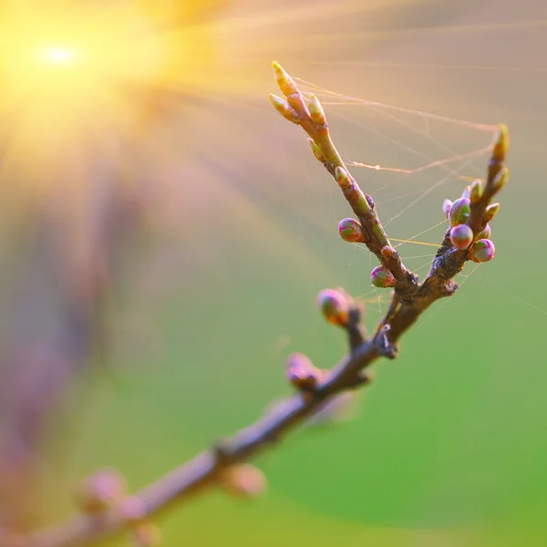 Jeune branche avec feuilles et bourgeons — Photo