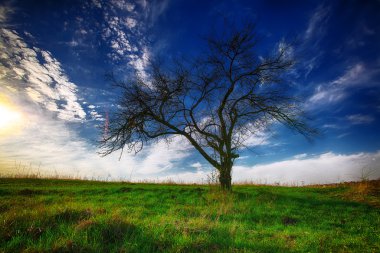 Yaz göğün altında bir alanda yalnız ağaç.