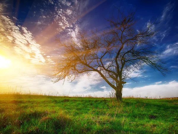 孤独的树，在夏天天空下一个字段. — 图库照片