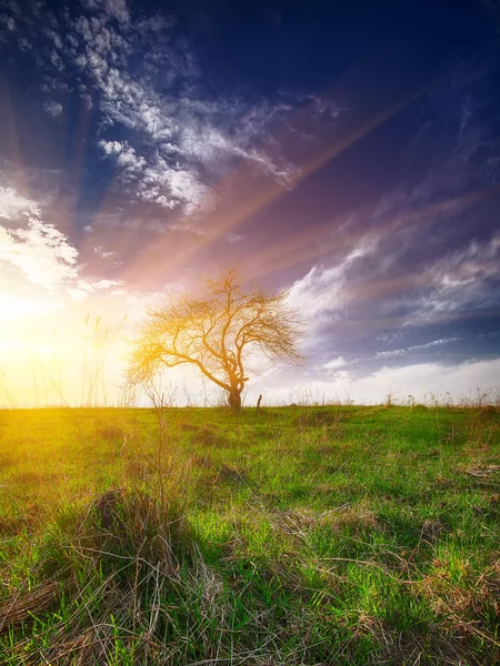 Yaz göğün altında bir alanda yalnız ağaç.