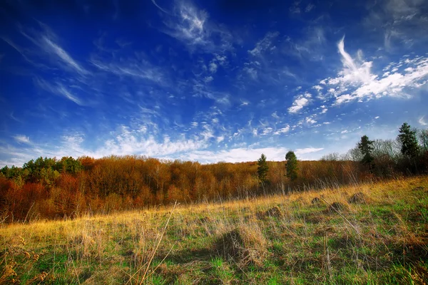 Beau paysage avec herbe, arbres, ciel et soleil . — Photo