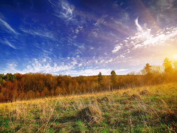 Piękny krajobraz z trawy, drzewa, niebo i słońce. — Zdjęcie stockowe