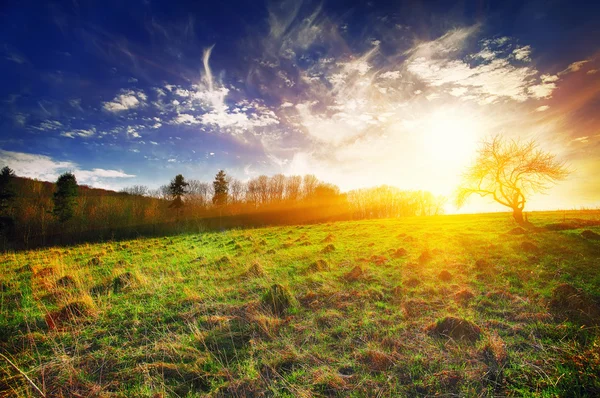 Piękny krajobraz z trawy, drzewa, niebo i słońce. — Zdjęcie stockowe