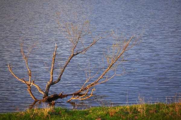 Μοναχικό δέντρο μεγαλώνει σε μια λίμνη — Φωτογραφία Αρχείου