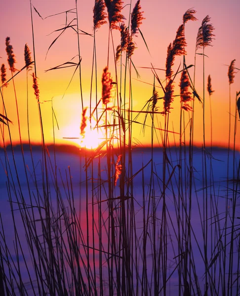 日没時の葦のシルエット — ストック写真