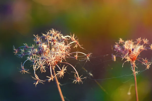 말린된 꽃과 배경 일몰에 식물. — 스톡 사진