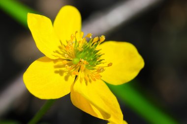 Çayır Buttercup (tipik acris), çiçek yakın çekim