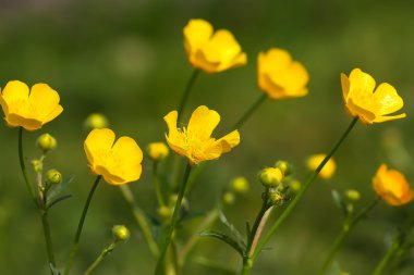 Çayır Buttercup (tipik acris), çiçek yakın çekim