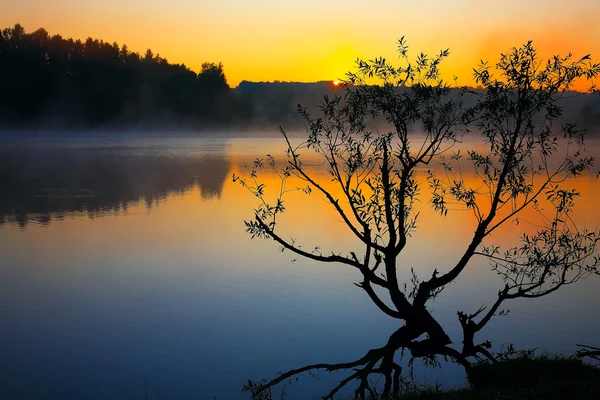 Ensomt tre som vokser i en dam ved soloppgang – stockfoto