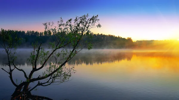 Árbol solitario creciendo en un estanque al amanecer — Foto de Stock