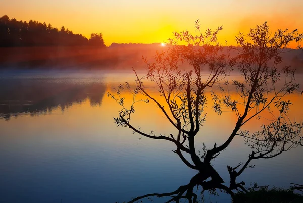 Árvore solitária crescendo em uma lagoa ao nascer do sol — Fotografia de Stock