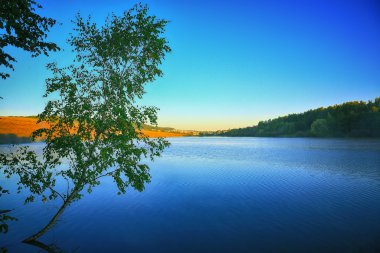 Güneş doğarken bir gölde büyüyen yalnız huş ağacı