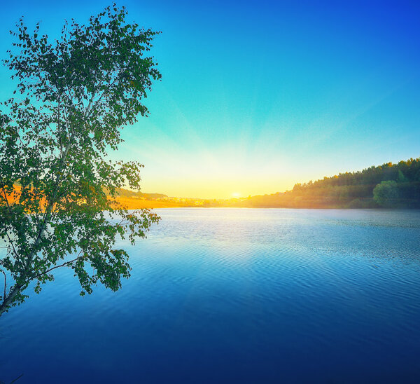 Lonely birch tree growing in a pond at sunrise