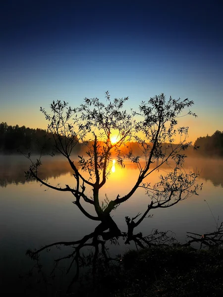 Arbre solitaire poussant dans un étang au lever du soleil — Photo