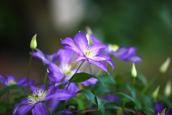 Flores de clematis púrpura en el jardín — Foto de Stock