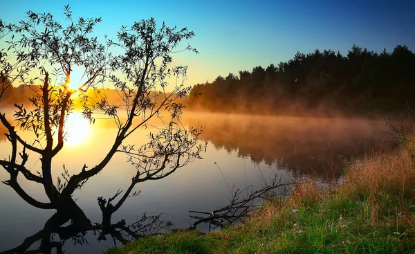 Einsamer Baum, der bei Sonnenaufgang in einem Teich wächst — Stockfoto