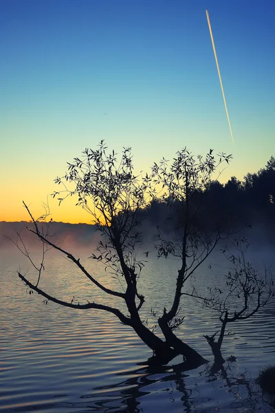 Árvore solitária crescendo em uma lagoa ao nascer do sol — Fotografia de Stock