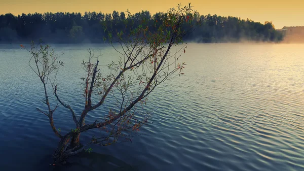 Yalnız ağaç güneş doğarken bir gölde büyüyen — Stok fotoğraf